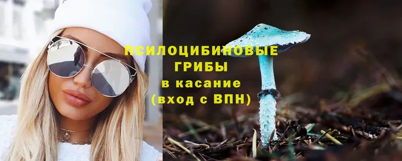 закладки  кракен ссылки  Псилоцибиновые грибы Magic Shrooms  Гусев 